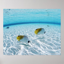 Fishes in the sea 2 posters