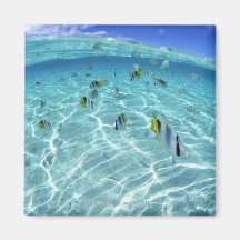 Fishes in the sea 3 refrigerator magnet