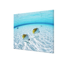 Fishes in the sea gallery wrapped canvas