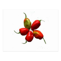 Five Hot Habanero Peppers Photograph Postcards