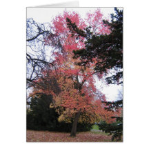 Flame coloured tree card