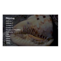 Flame helmet (Cassis flammea) Shell Business Card Template