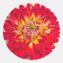 Flaming Red And Yellow Dahlia Sticker