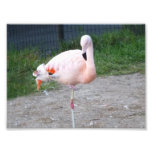Flamingo #3 photo