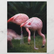 Flamingo - A set of Flamingos Personalised Flyer