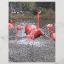 flamingo dance custom flyer