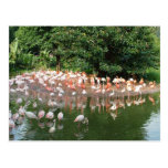 flamingo flock postcard