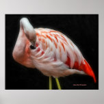 Flamingo poster