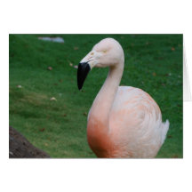Flamingo Stroll Greeting Cards