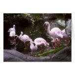 flamingos 1 card