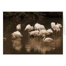 Flamingos Greeting Card