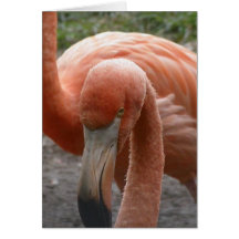 Flamingos Greeting Card