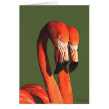 Flamingos Greeting Cards