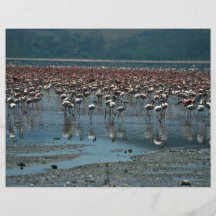 Flamingos, Lake Nakuru, Kenya Flyer Design