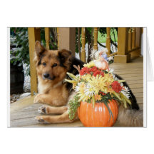 Flash Oct. 9, 2009 Greeting Cards