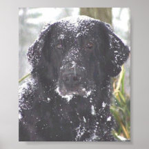 Flat-Coated Retriever Posters
