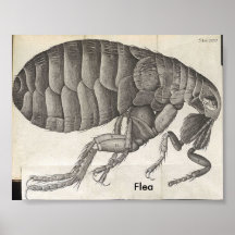 Flea, Flea Posters