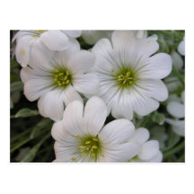 Fleurs blanches postcards