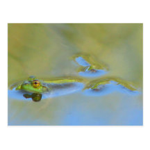 Floating Frog Post Card