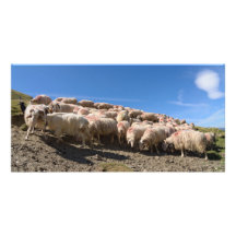Flock of Basco Bearnaise Sheep at Arbaze Mountain Custom Photo Card