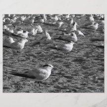 Flock of seagulls standing on florida beach custom flyer