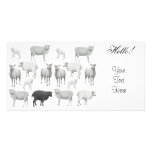 Flock of Sheep Photo Card