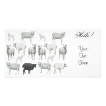 Flock of Sheep Photo Card