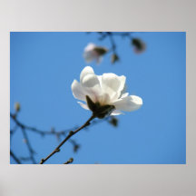 Floral art prints White Magnolia Flower Blue Sky