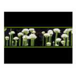 Floral Green Black And White Postcard