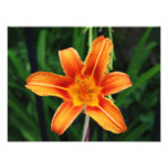 floral photo