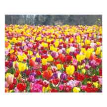Floral Photography Nature Tulip Flowers art
