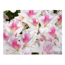 Floral postcards White Pink Azalea Flowers garden