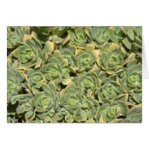 Floral Succulents Cards