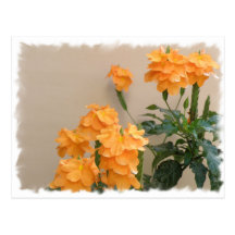 Flores Anaranjadas Post Card