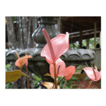 Flores Anturio Post Card