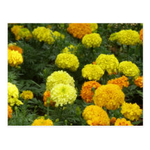 Flores Claveles Post Card