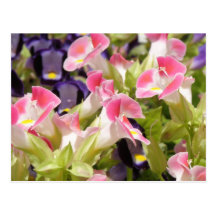 Flores de Fiesta Post Cards