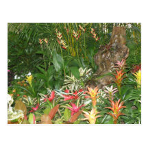 Flores en Aibonito Postcards