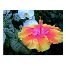 flores. postcards