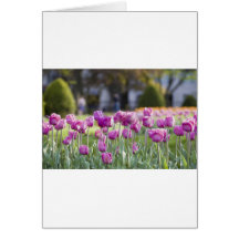 Flores rosas tarjeton