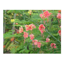 Flores Silvestres Post Cards