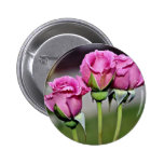 Floribunda 'Angel Face' flowers Button