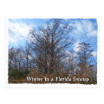 Florida Cypress Swamp Winter scene Postcard