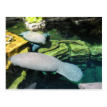 Florida Manatees Post Cards