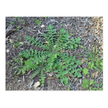Flourishing weeds post card