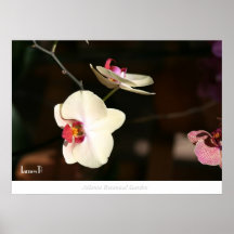 Flower - Atlanta Botanical Garden Posters