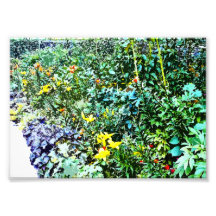 Flower Bed in Monet's Garden Photo