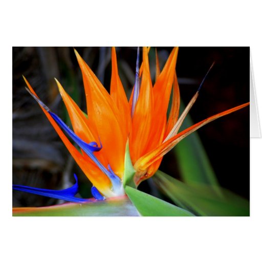 Flower: Bird of Paradise Card