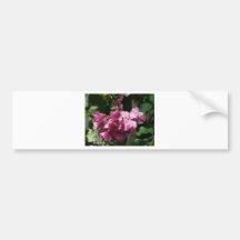 flower,bugenvila bumper sticker