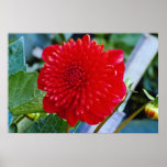 Flower close-up flowers posters
